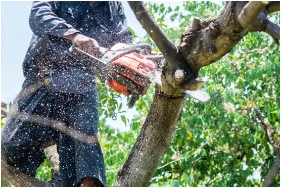 tree services St. George